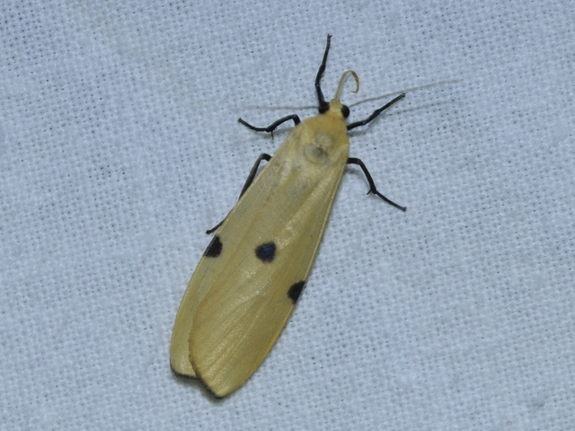 Lithosia quadra - négypettyes zuzmószövő