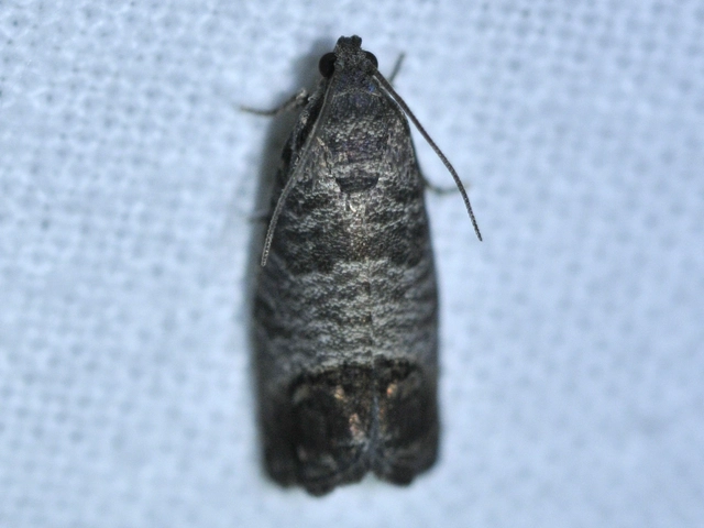 Cydia pomonella - almamoly
