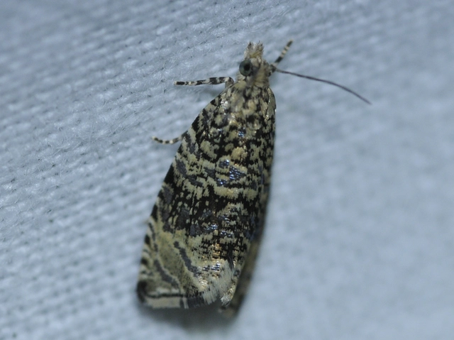 Celypha lacunana - vízparti tükrösmoly