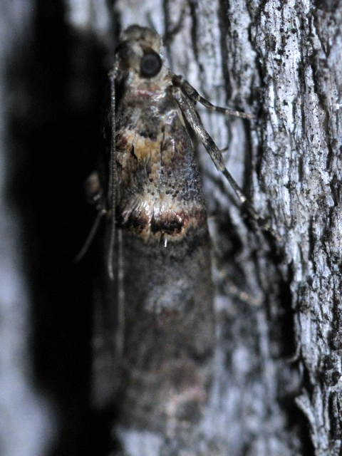 Trachonitis cristella - bokorrágó karcsúmoly