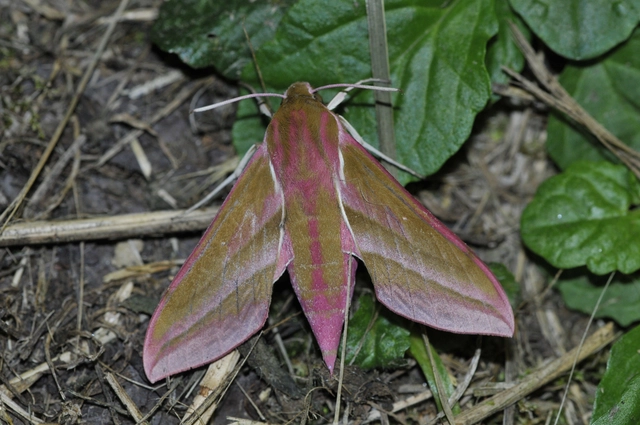 Deilephila elpenor - szőlőszender