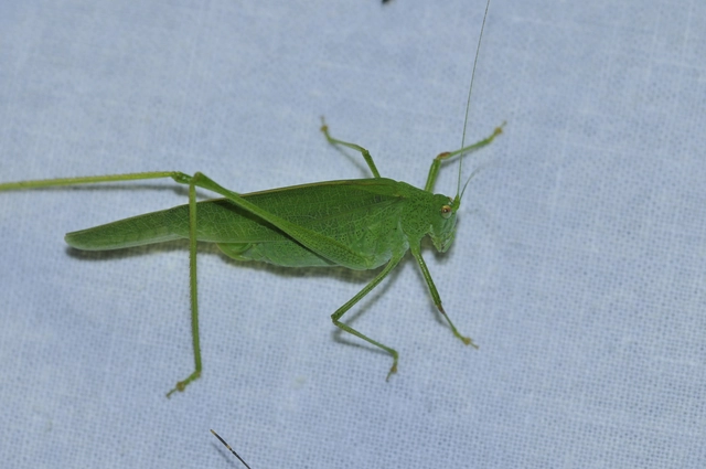 Phaneroptera nana - pontozott repülőszöcske