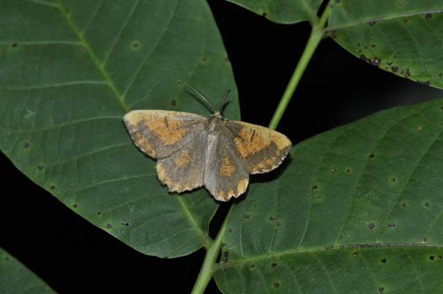 Angerona prunaria - sárga kökényaraszoló