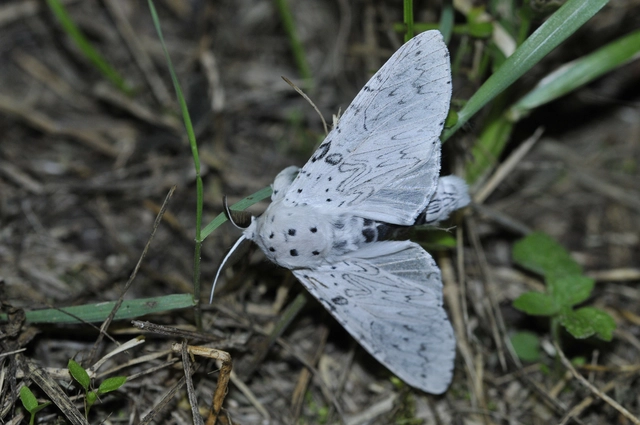 Cerura erminea - hermelin-púposszövő