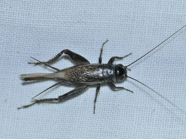Eumodicogryllus bordigalensis - bordói tücsök