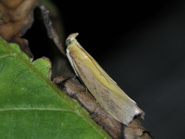 Oncocera semirubella - lucernamoly