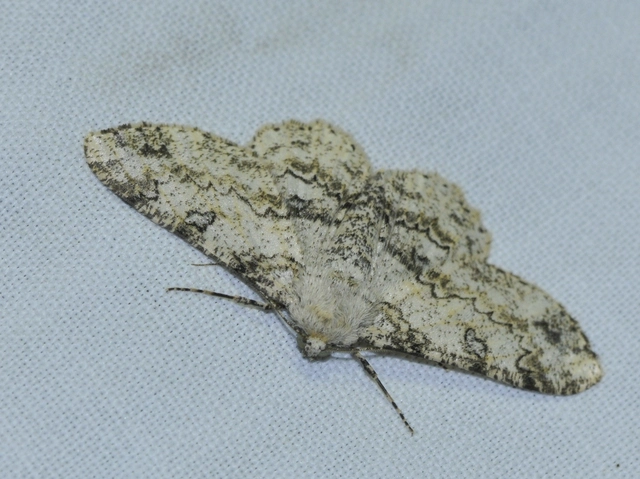 Ascotis selenaria - holdas faaraszoló