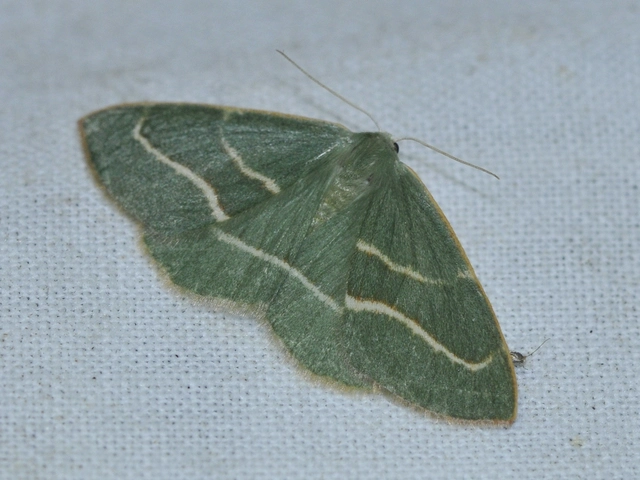 Hylaea fasciaria - erdeifenyő-sávosaraszoló