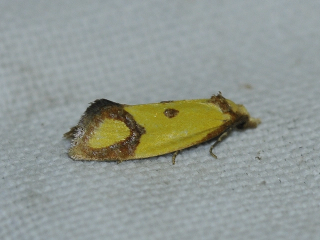 Agapeta zoegana - barnacsíkos sárgamoly