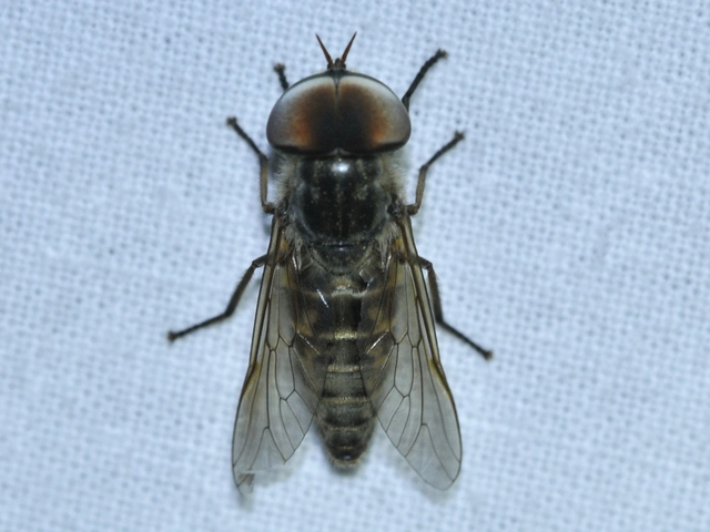 Tabaninae