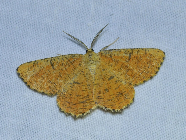 Angerona prunaria - sárga kökényaraszoló