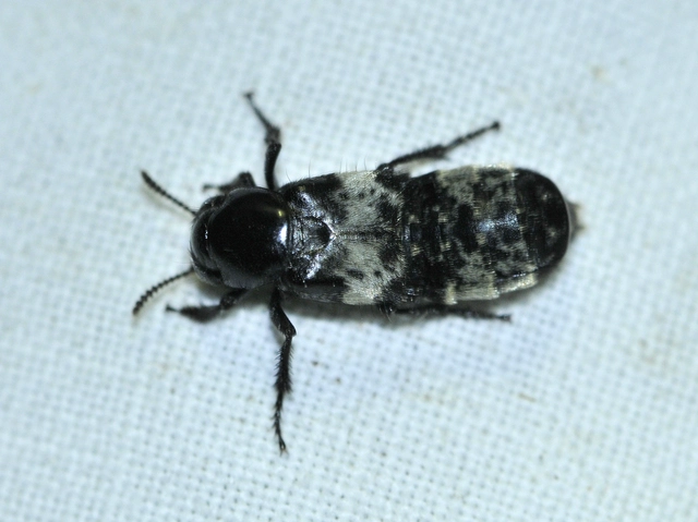 Creophilus maxillosus - dögész holyva