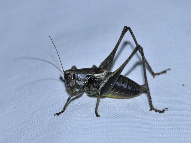 Pholidoptera griseoaptera - szürke avarszöcske