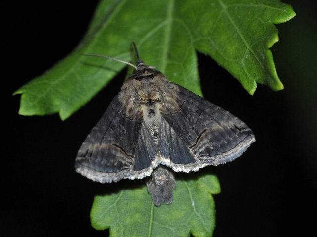 Abrostola triplasia - közönséges csalánbagoly