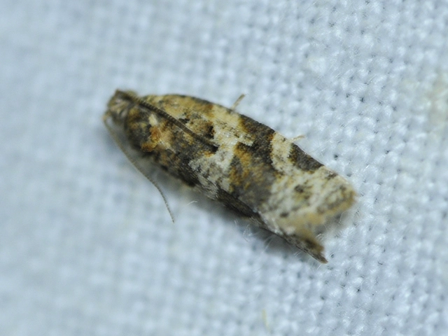 Argyrotaenia ljungiana - ékes sodrómoly