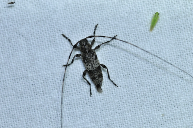 Acanthocinus griseus - szürke daliáscincér