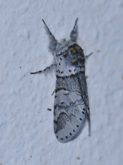 Furcula furcula - szürke púposszövő