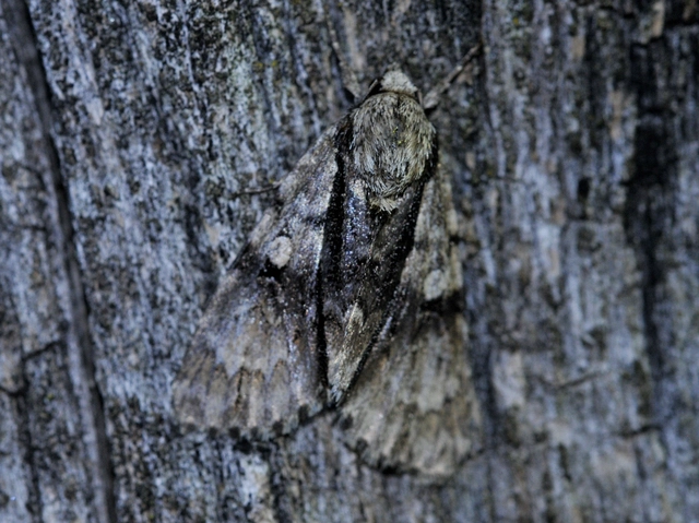 Acronicta alni - éger-szigonyosbagoly