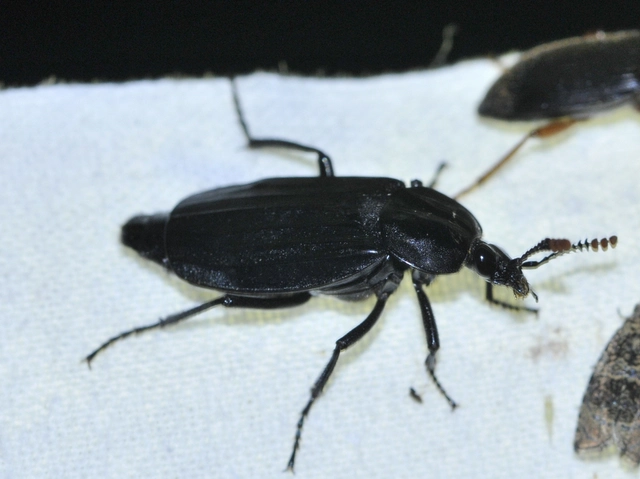 Necrodes littoralis - nagy dögbogár