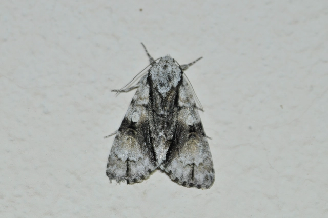 Acronicta alni - éger-szigonyosbagoly