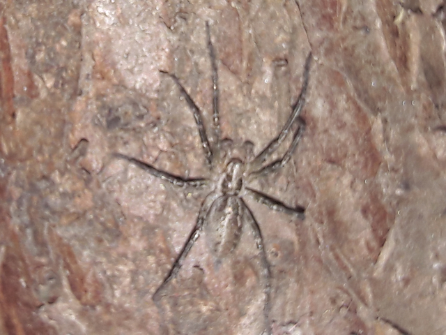 Agelenidae - zugpókok