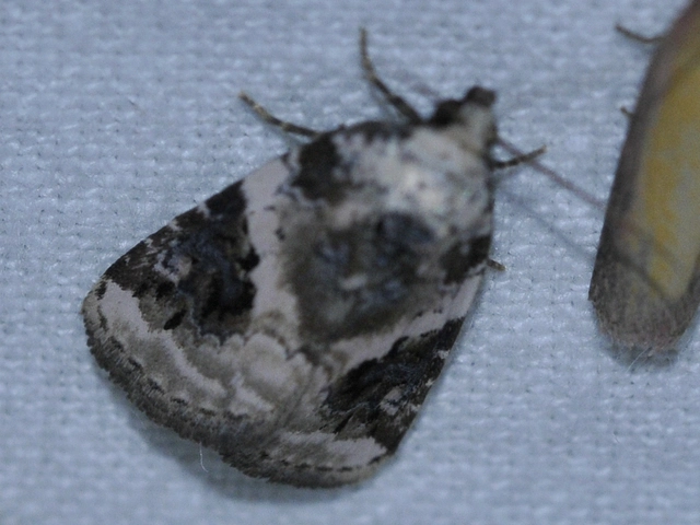 Pseudeustrotia candidula - fehéres apróbagoly