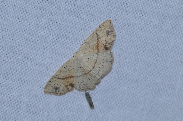 Cyclophora punctaria - sávos pettyesaraszoló