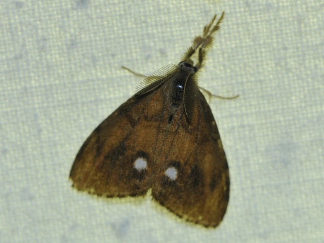 Orgyia antiqua - rozsdabarna kisszövő