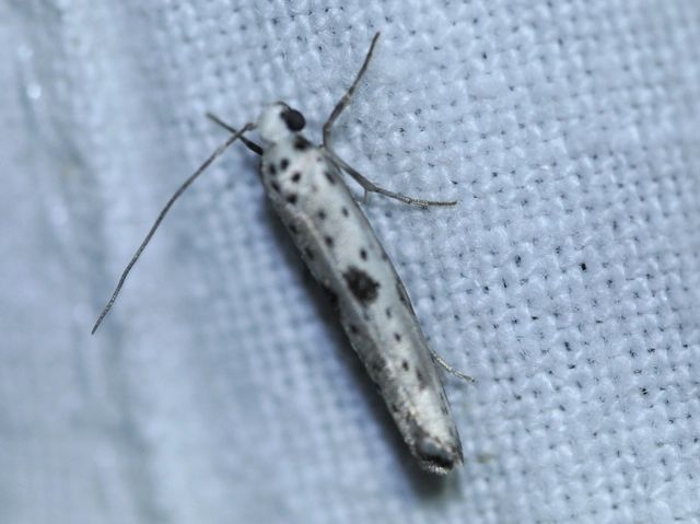 Yponomeuta plumbella - pókhálós bengemoly