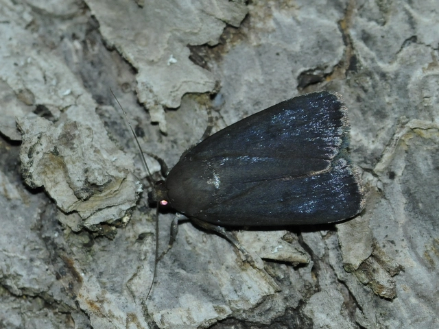 Amphipyra livida - zsírfényű bagoly