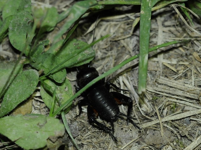 Gryllus campestris - mezei tücsök