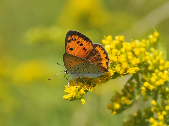 Lycaena dispar rutilus - nagy tűzlepke