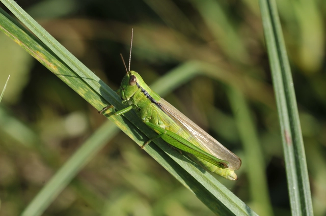 Mecostethus parapleurus - hagymazöld sáska