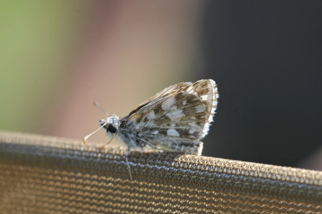 Pyrgus armoricanus - feles busalepke
