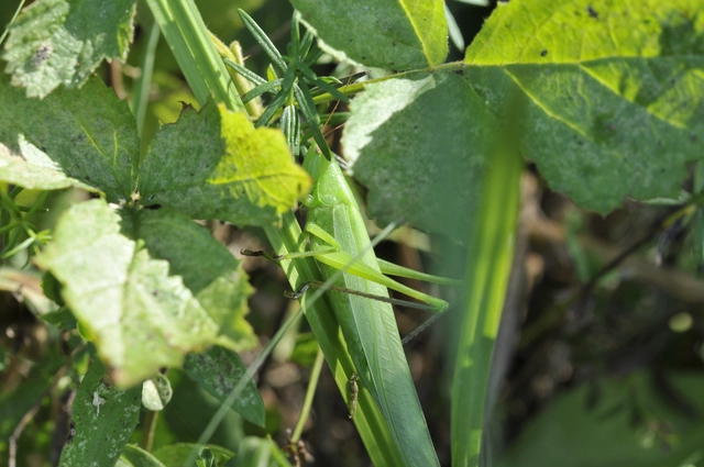 Ruspolia nitidula - nagy kúpfejűszöcske