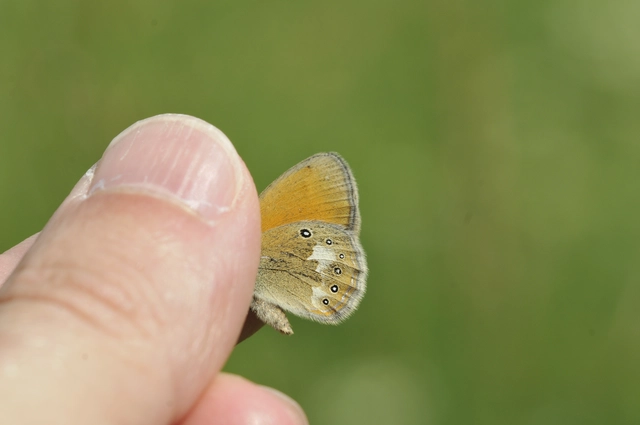 Coenonympha glycerion - közönséges szénalepke