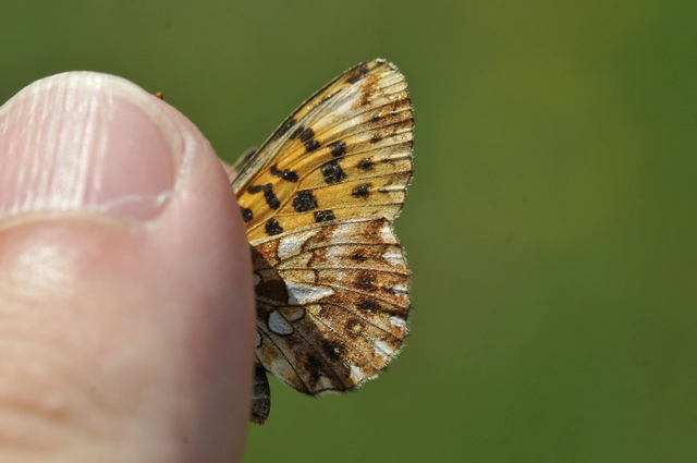 Boloria dia - kis gyöngyházlepke
