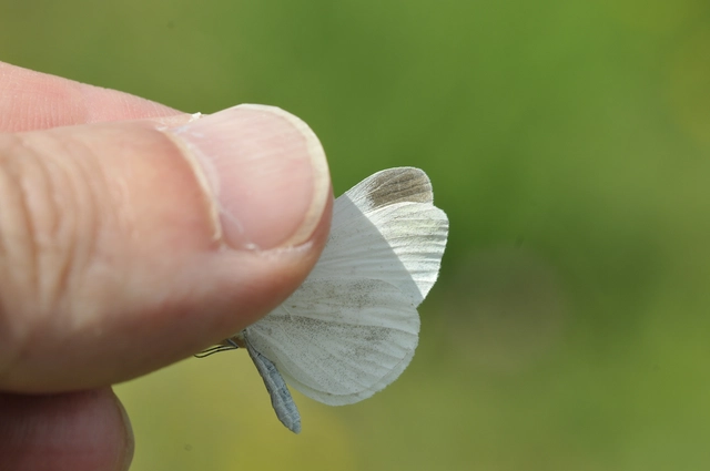 Leptidea sinapis - mustárlepke