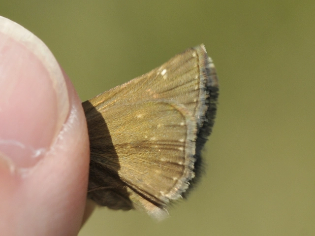 Erynnis tages - cigánylepke