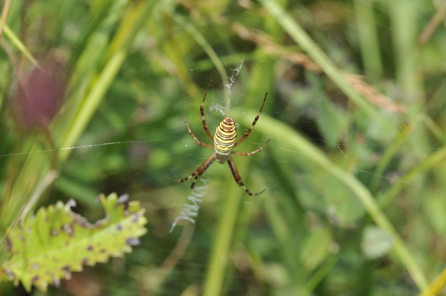 Argiope bruennichi - darázspók