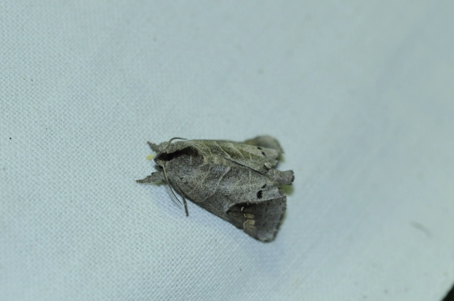 Clostera anachoreta - tarka levélszövő