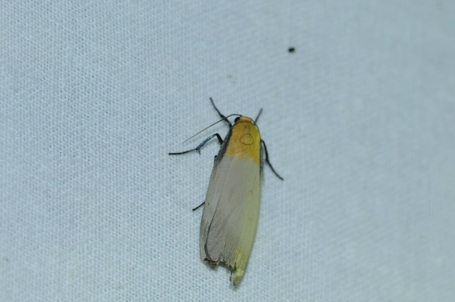 Lithosia quadra - négypettyes zuzmószövő