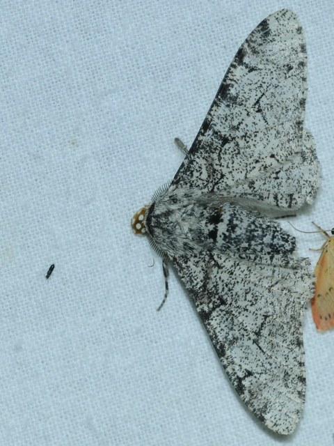 Biston betularia - szürkepettyes araszoló