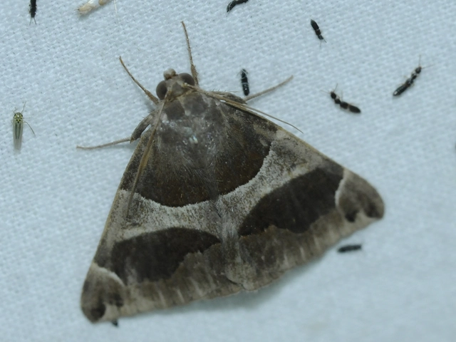 Dysgonia algira - déli porcelánbagoly