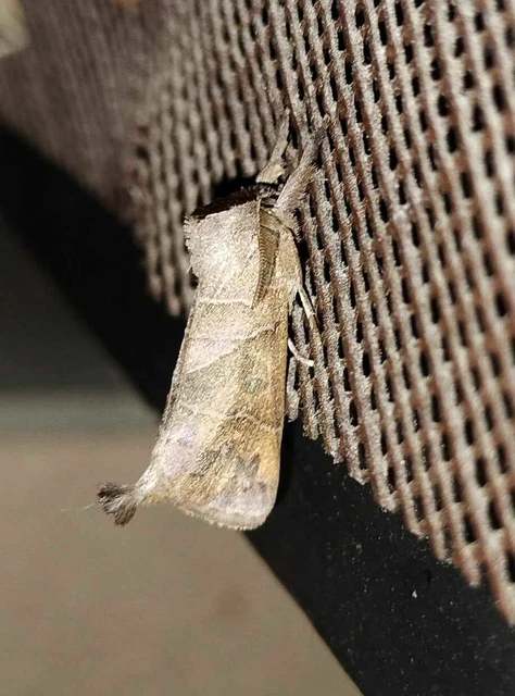 Clostera anastomosis - barna levélszövő