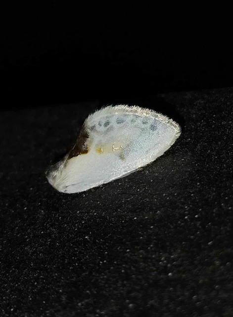 Cilix glaucata - törpe sarlósszövő