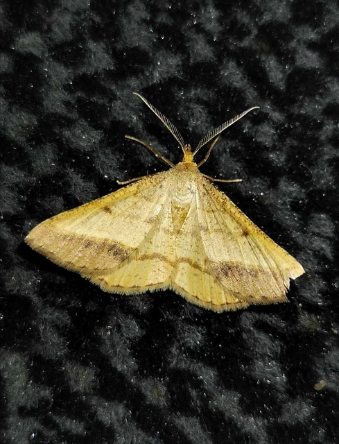 Tephrina arenacearia - lucerna-araszoló