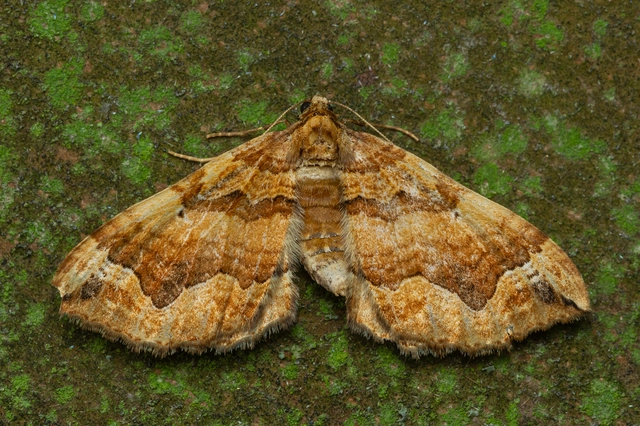 Pelurga comitata - nagy tarkaaraszoló