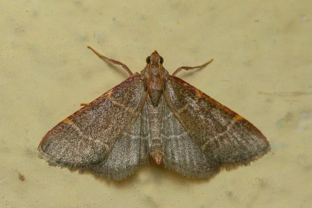 Hypsopygia glaucinalis - rezes fényilonca