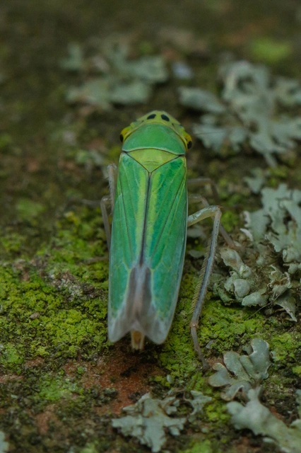 Cicadella viridis - méregzöld kabóca